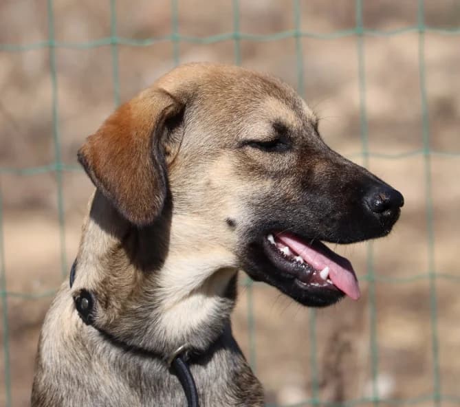 Faiga, female mixed breed for adoption at Bianca APS
