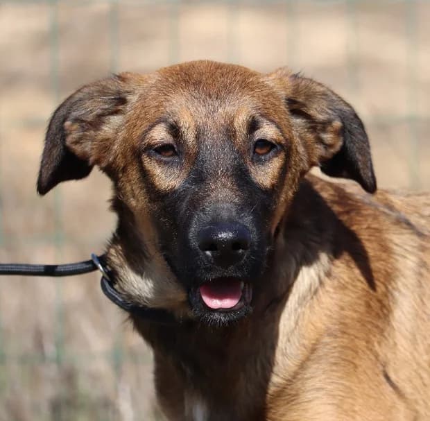 Fanny, female mixed breed for adoption at Bianca APS