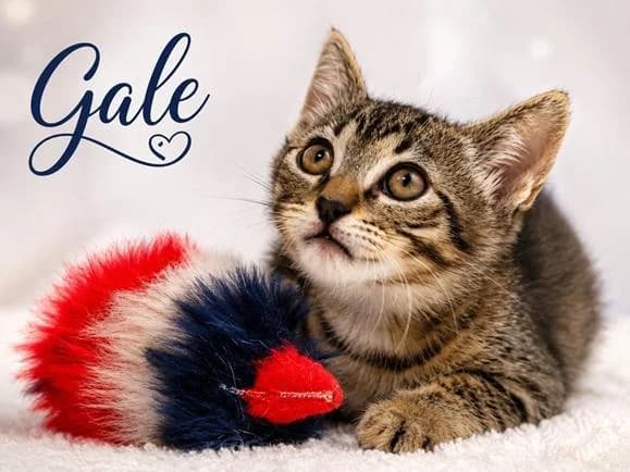 Gale, male puppy Mixed Breed for adoption at Bianca APS