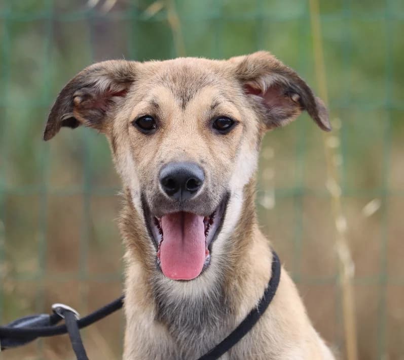 Kido, male puppy mixed breed for adoption at Bianca APS