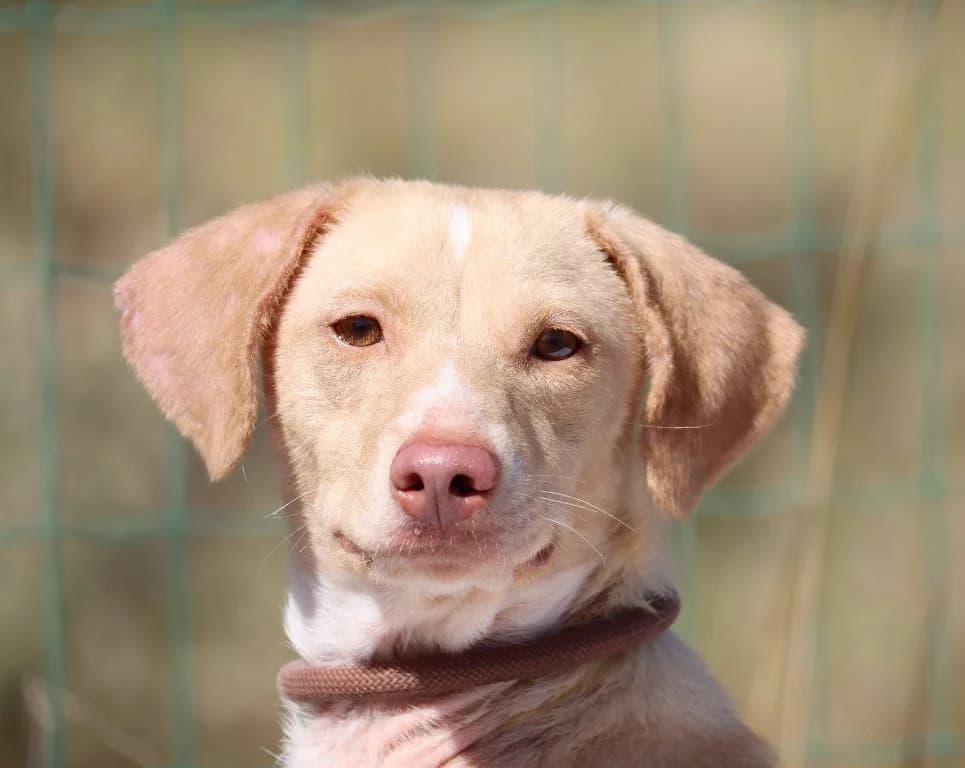 Pearl, female mixed breed for adoption at Bianca APS