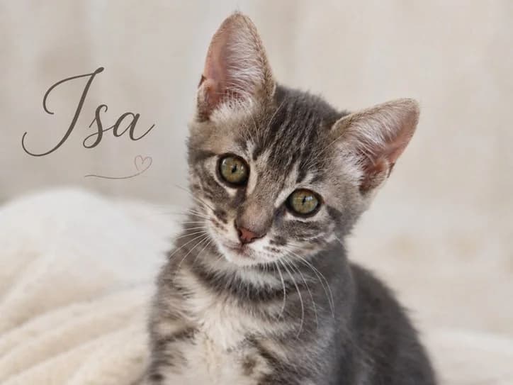 Isa, female puppy mixed breed for adoption at Bianca APS