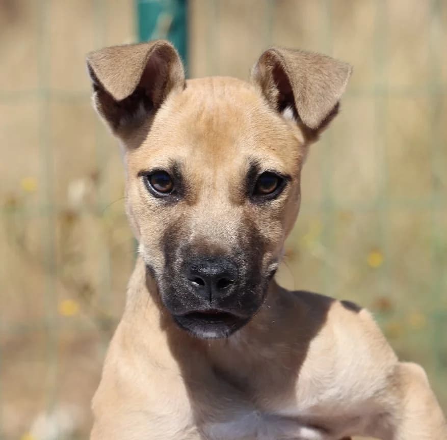 Café com Leite, female mixed breed for adoption at Bianca APS