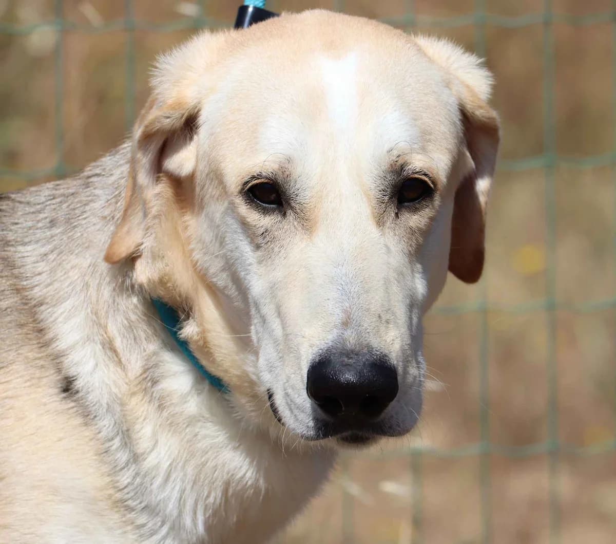 Gandalf, male young mixed breed for adoption at Bianca APS