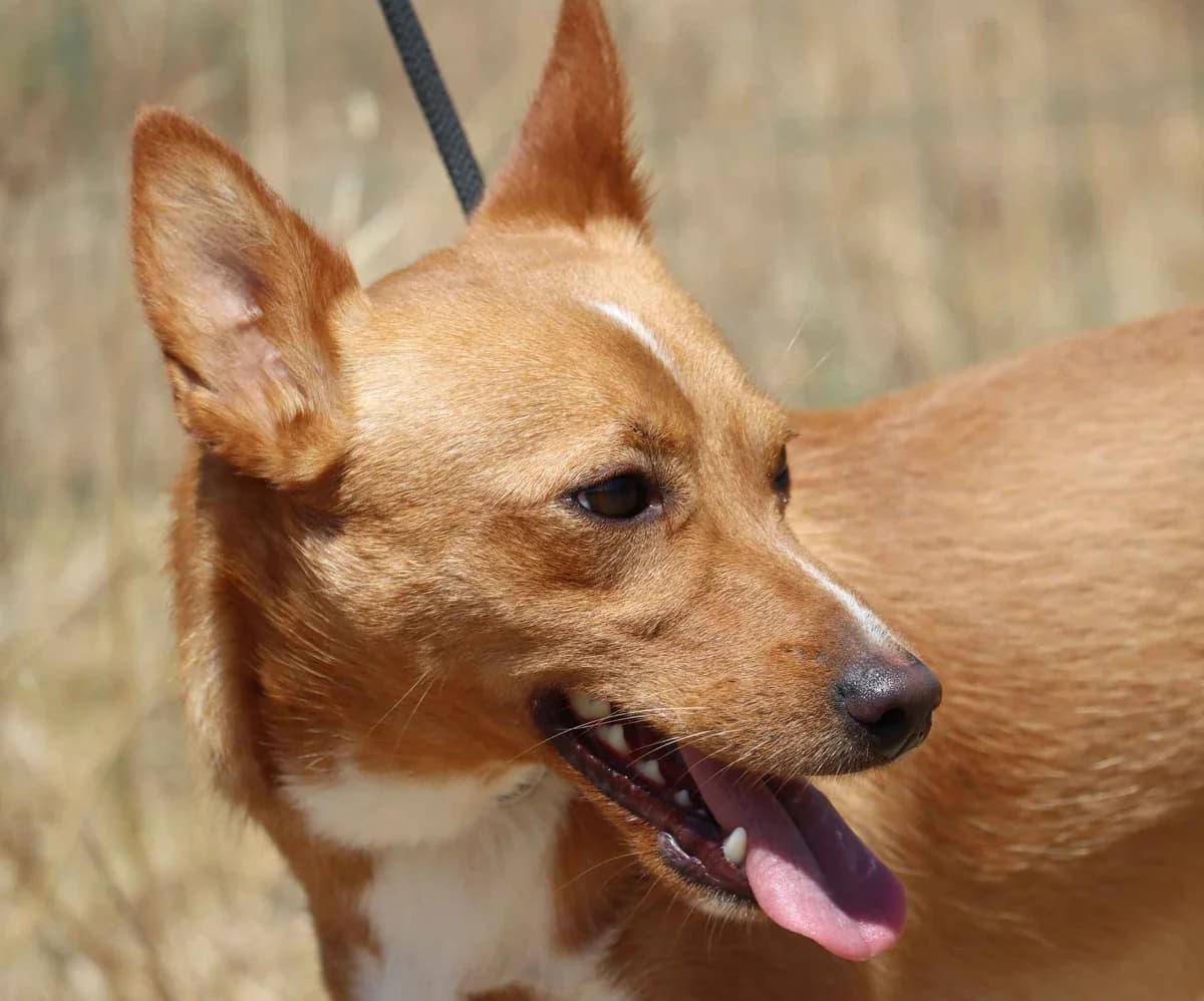 Rapaz, male mixed breed for adoption at Bianca APS