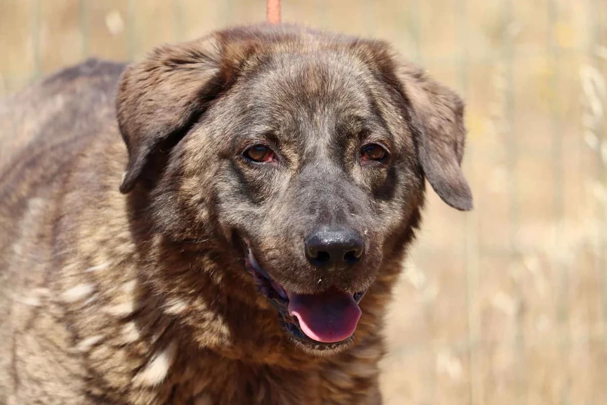 Lucy, female mixed breed for adoption at Bianca APS