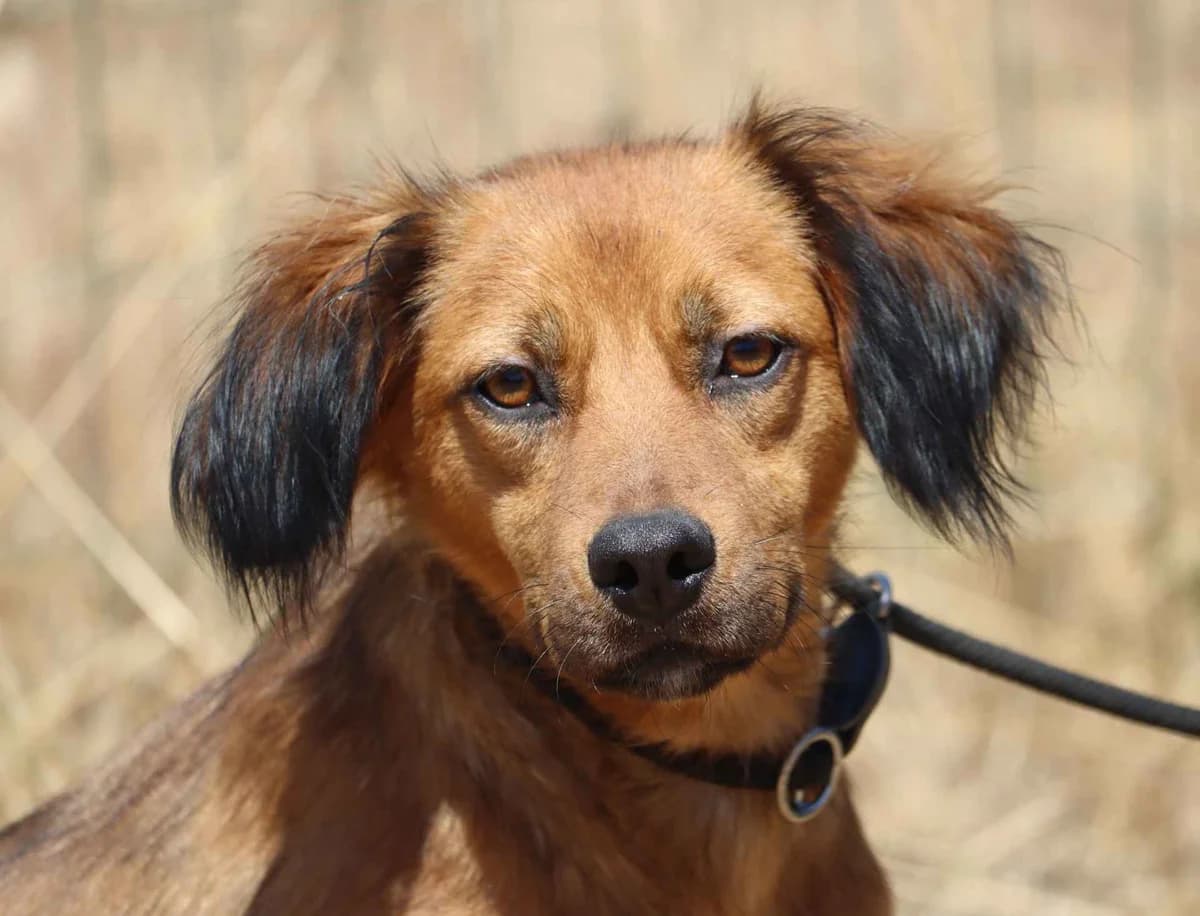 Margarida, female mixed breed for adoption at Bianca APS