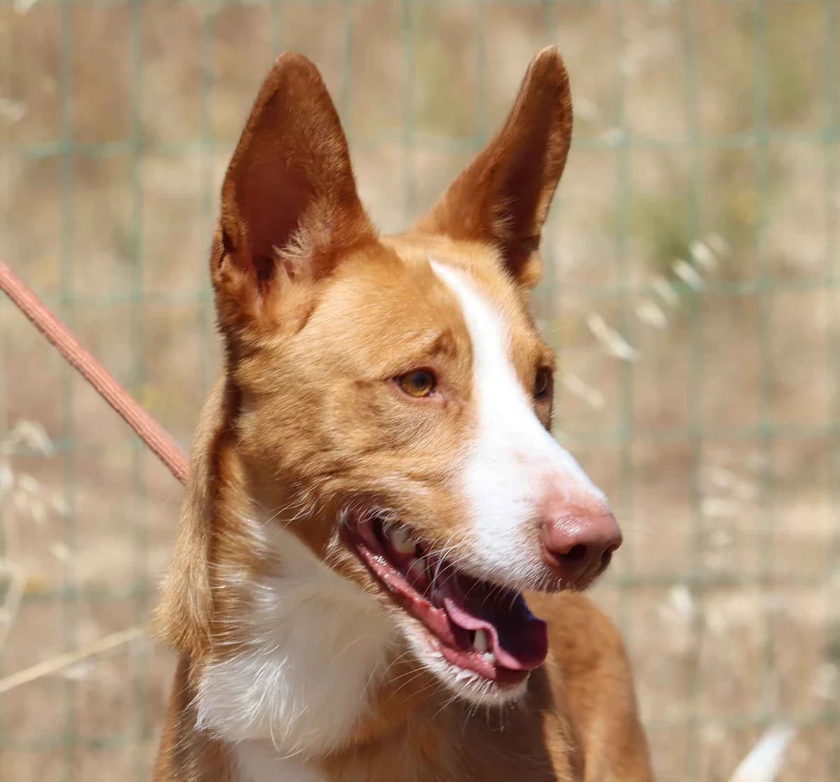Peão, male mixed breed for adoption at Bianca APS
