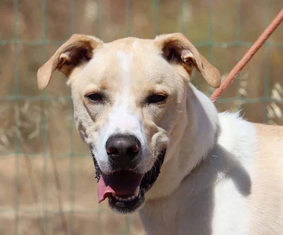 Scooby, male puppy mixed breed for adoption at Bianca APS
