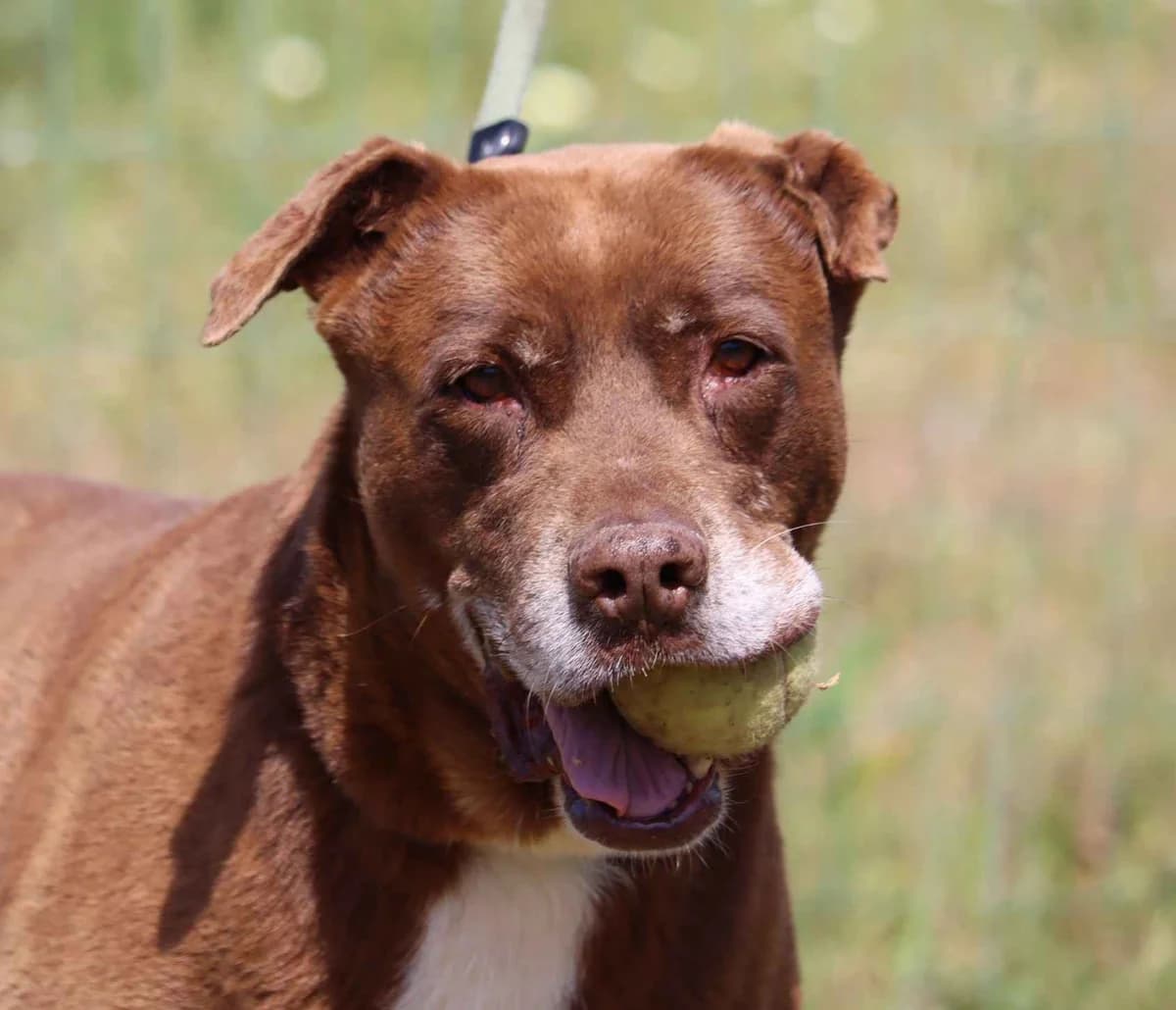 Paki, male mixed breed for adoption at Bianca APS
