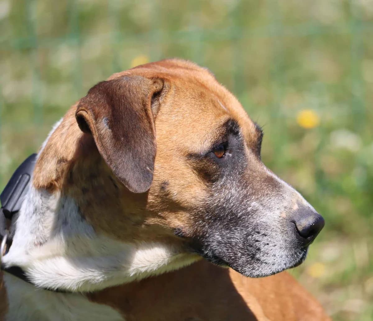 Vino, male mixed breed for adoption at Bianca APS