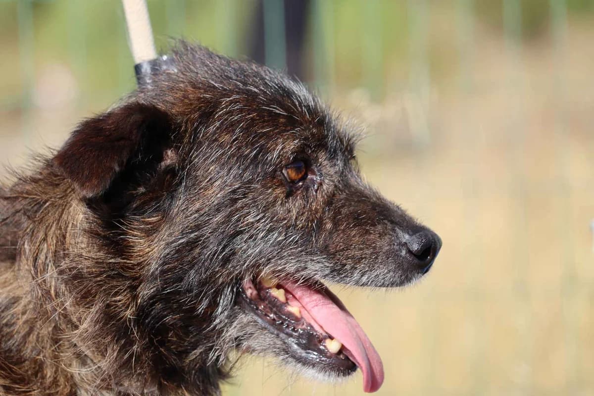 Jonas, male mixed breed for adoption at Bianca APS