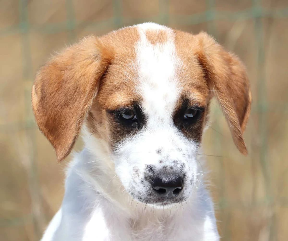Graviola, male puppy mixed breed for adoption at Bianca APS