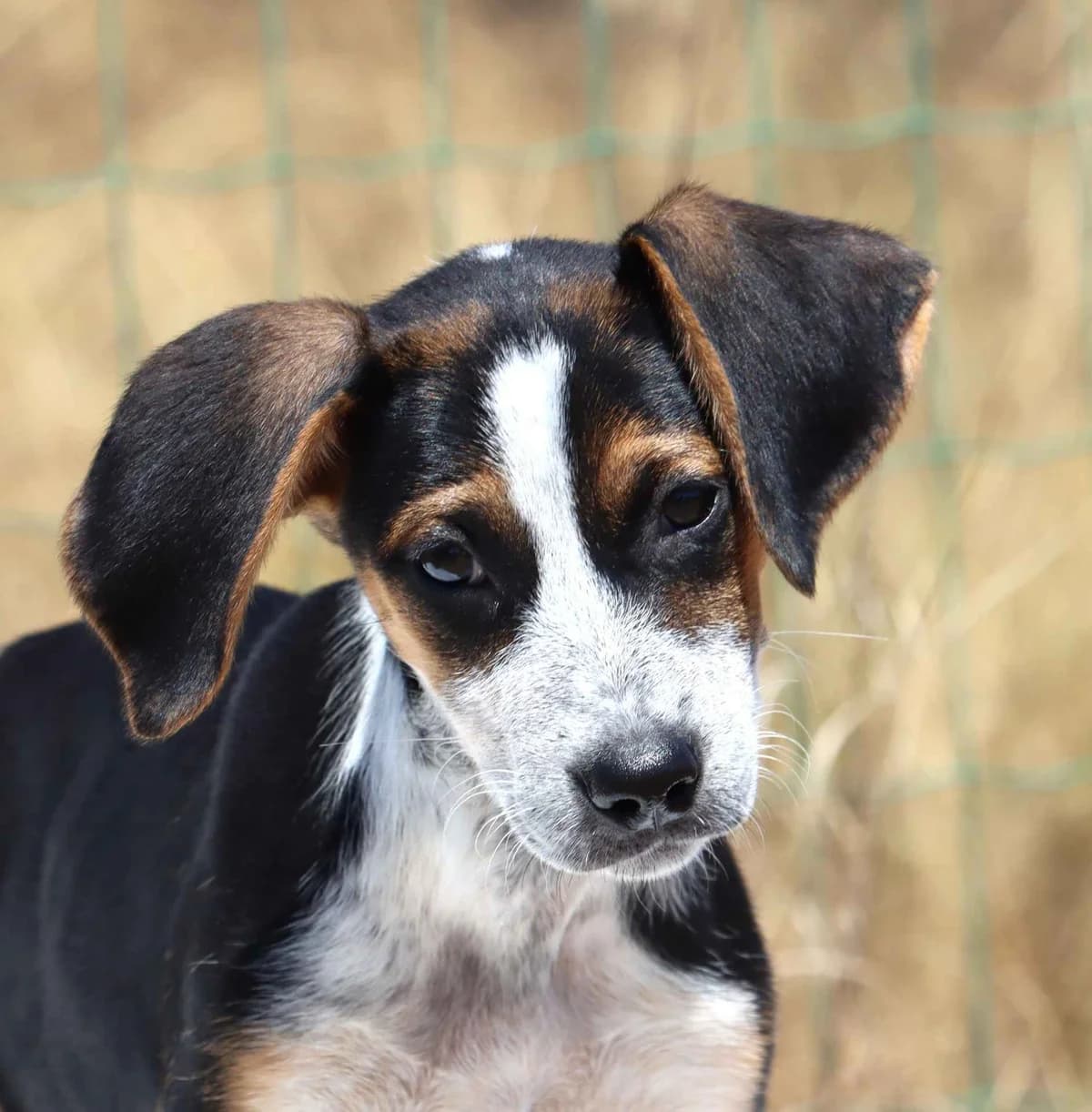 Groselha, female mixed breed for adoption at Bianca APS