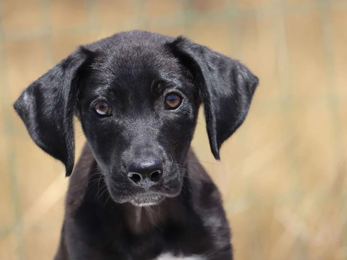 Steve, male mixed breed for adoption at Bianca APS