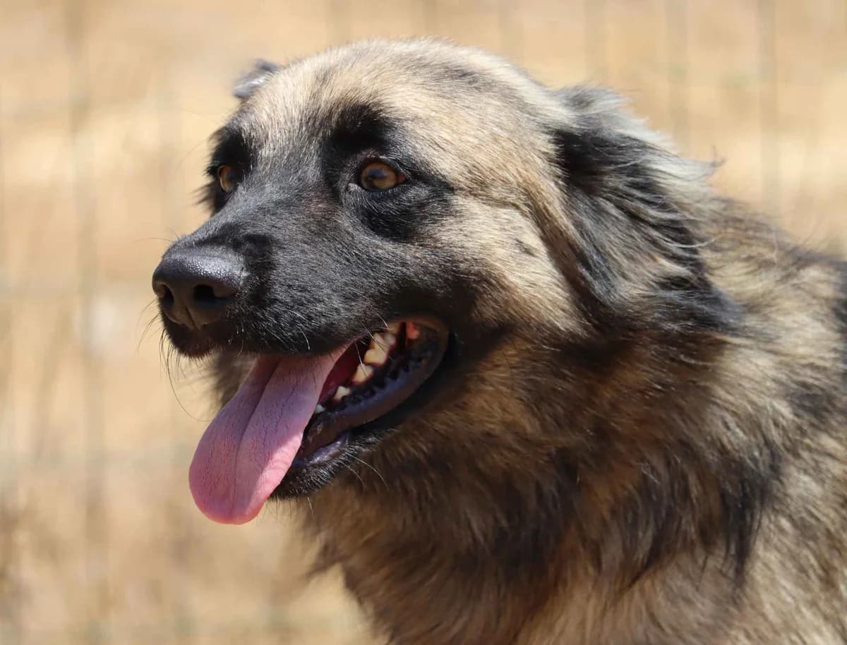 Alland, male mixed breed for adoption at Bianca APS