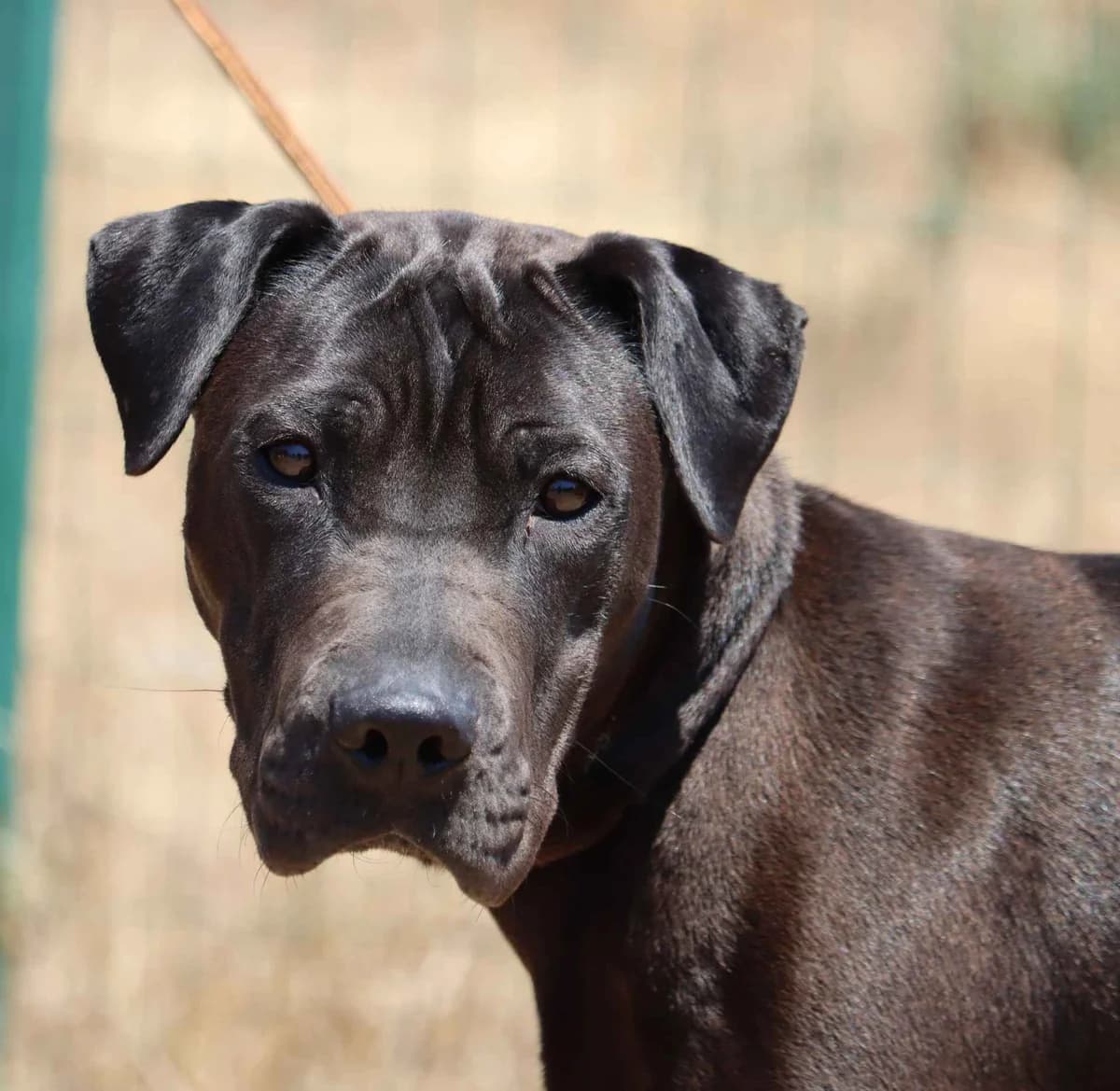Anabela, female mixed breed for adoption at Bianca APS