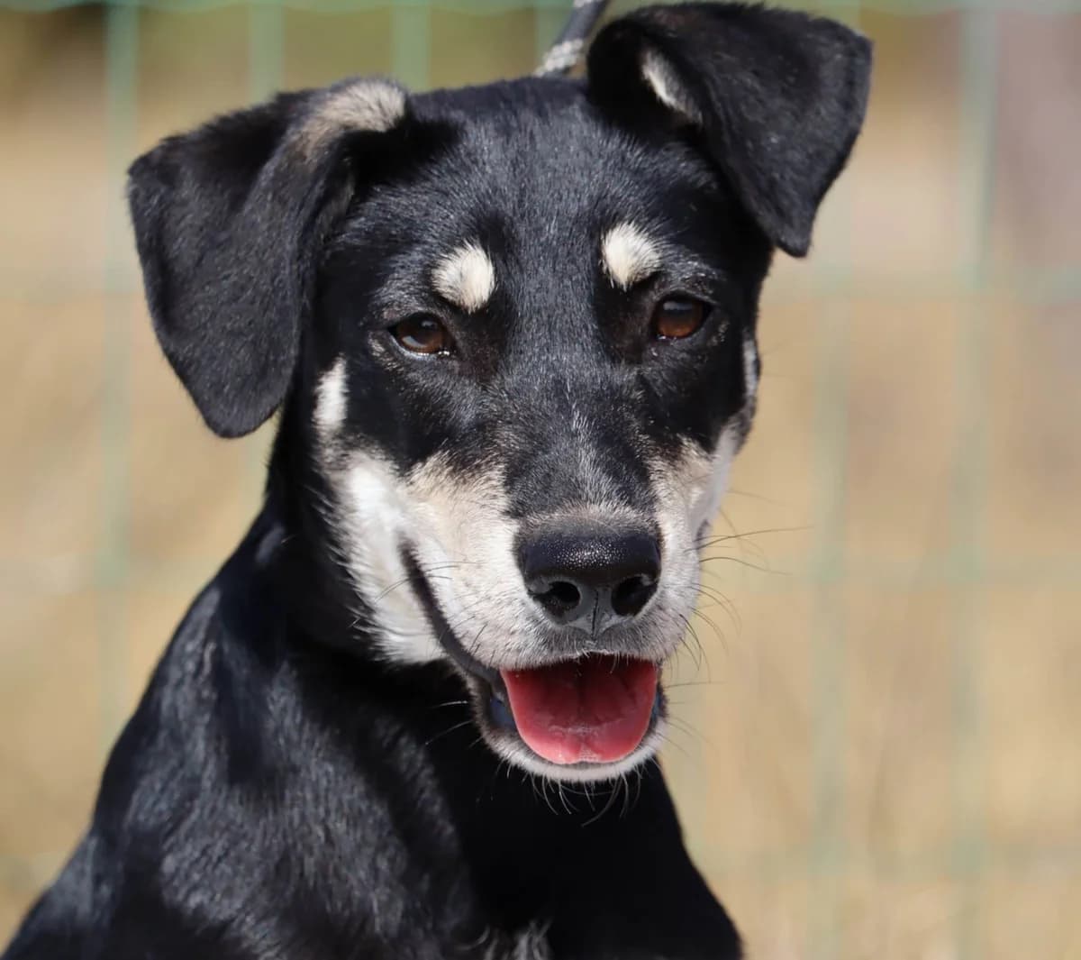Rice, female puppy mixed breed for adoption at Bianca APS