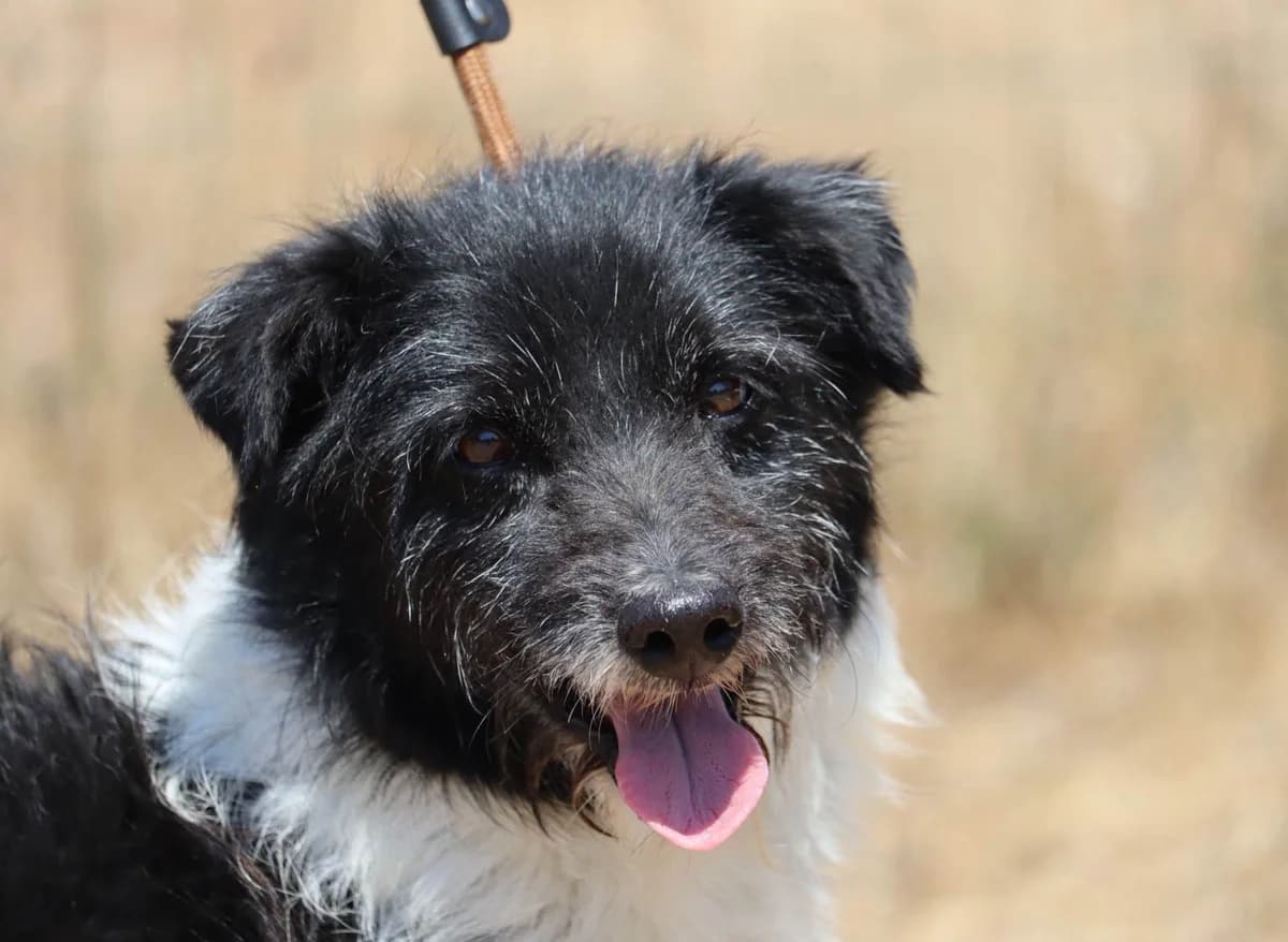 Pinho, male mixed breed for adoption at Bianca APS