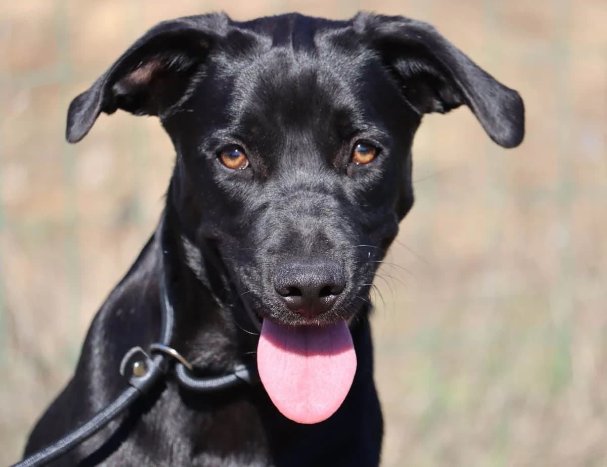 Inca, female mixed breed for adoption at Bianca APS