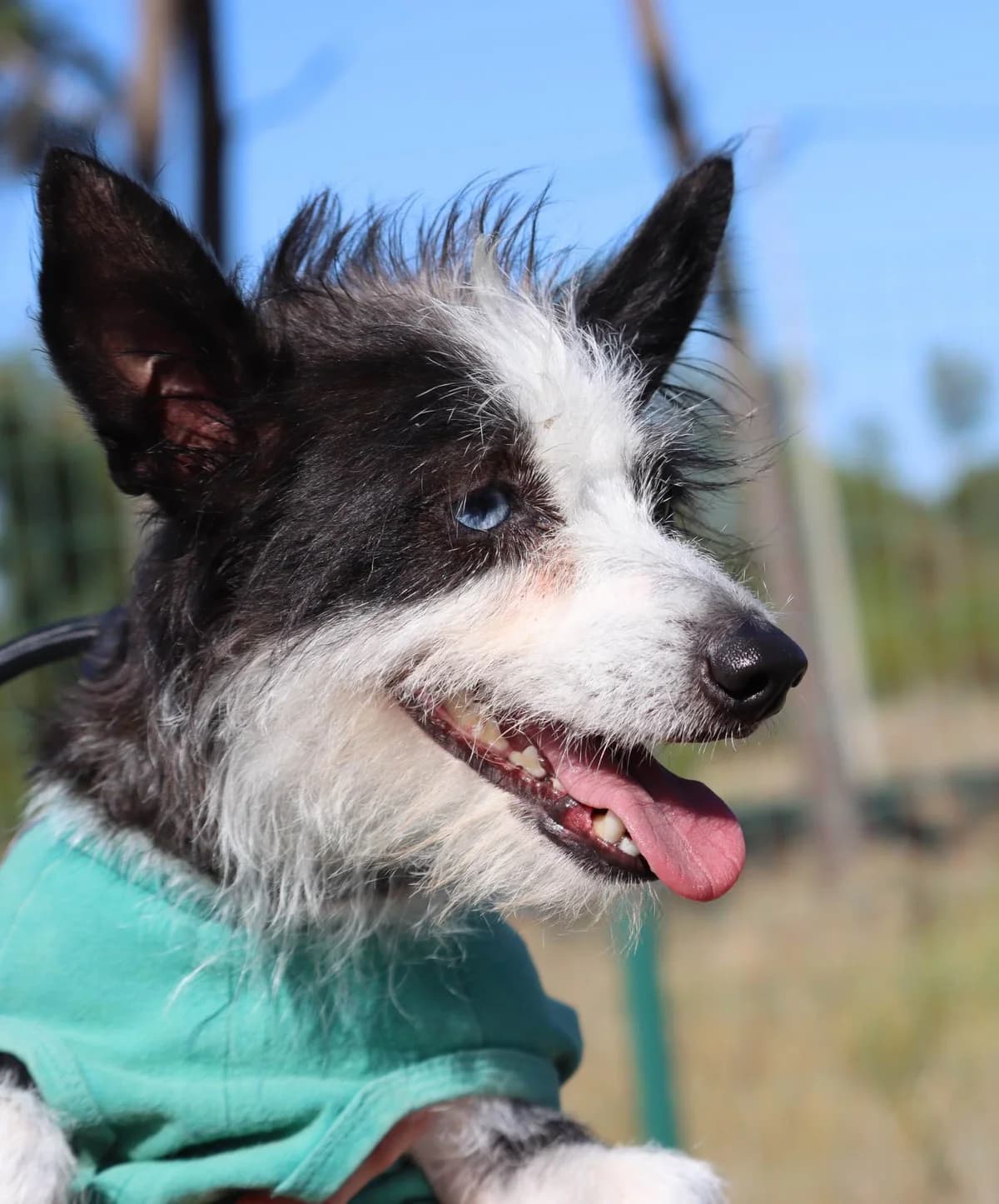 Fifi, female mixed breed for adoption at Bianca APS