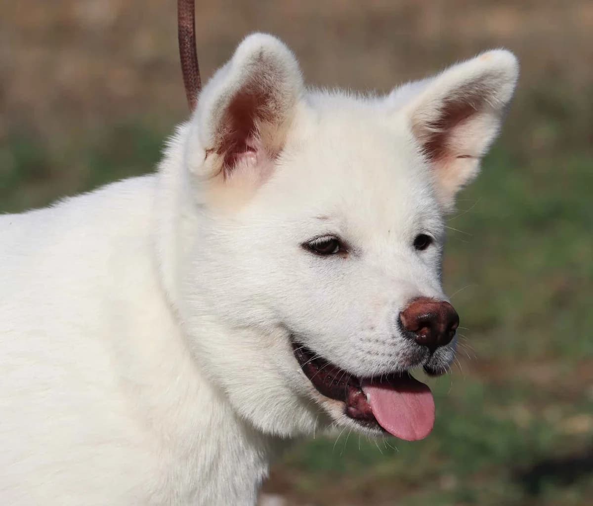 Axel, male puppy mixed breed for adoption at Bianca APS