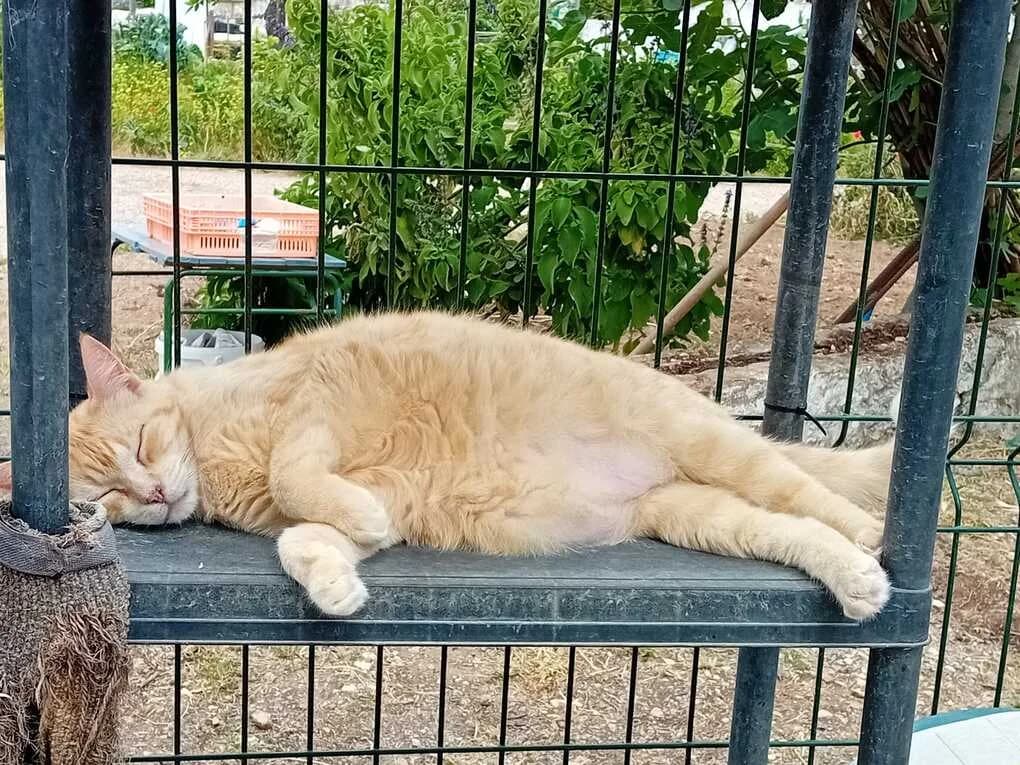 Garfield, male senior Mixed Breed for adoption at Cadela Carlota, Cadela Carlota