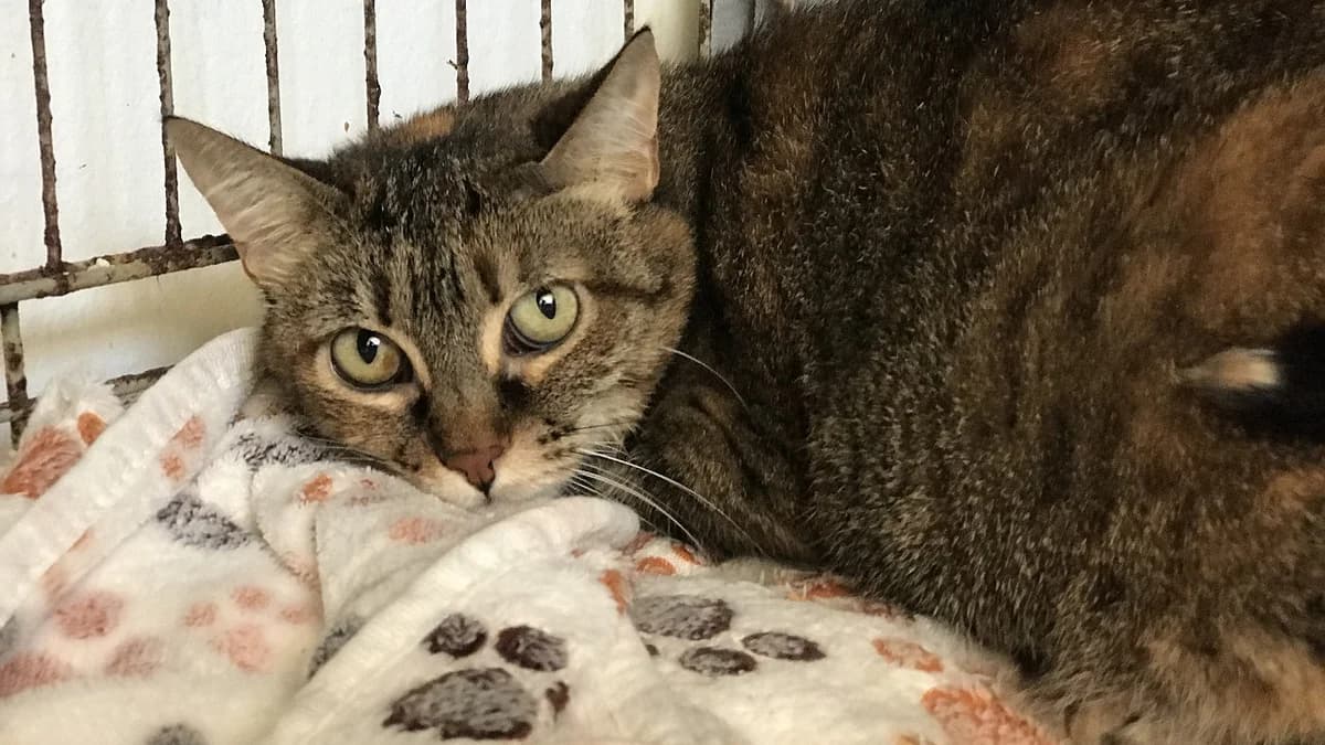 Salsinha, female Mixed Breed for adoption at Cadela Carlota, Cadela Carlota