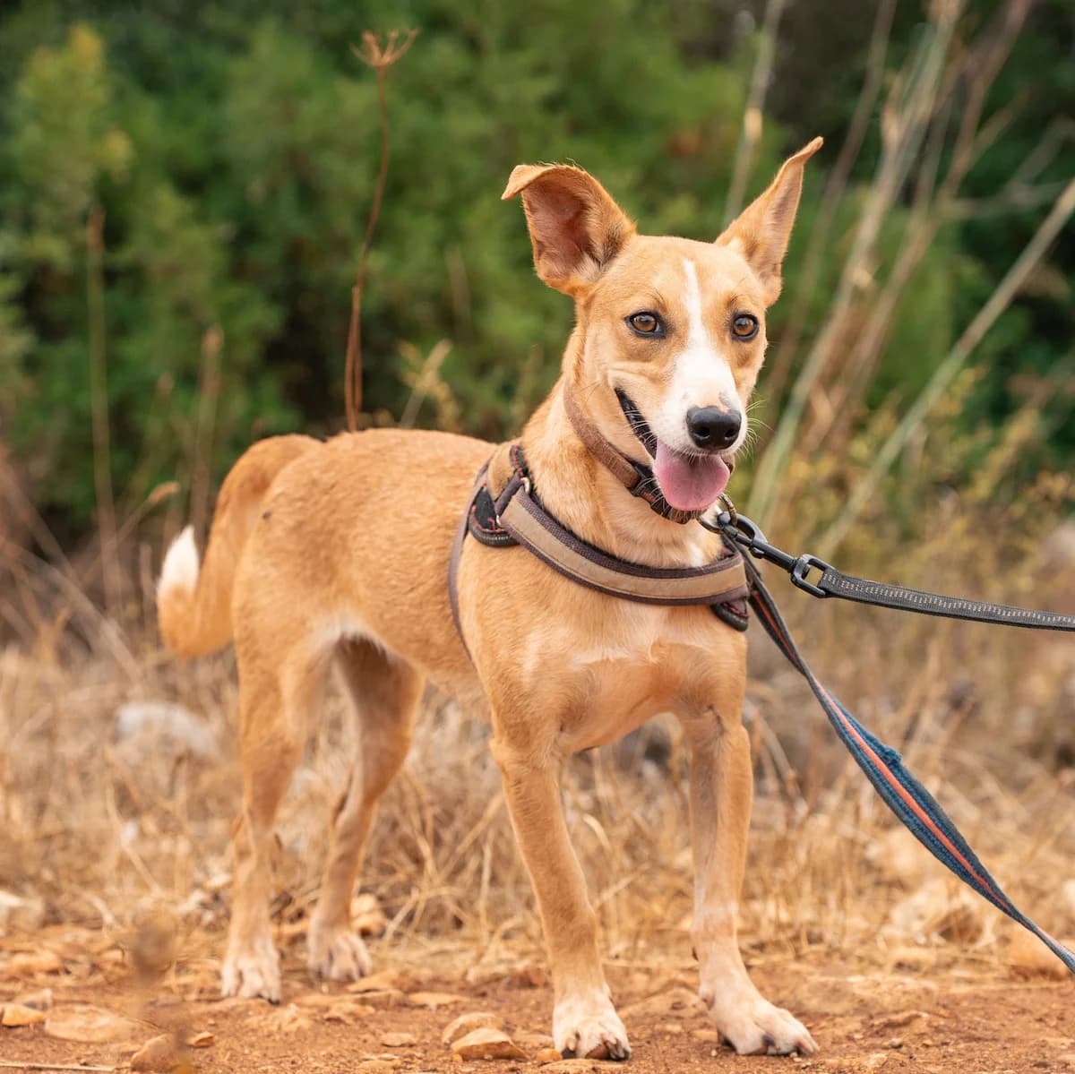 Andreeva, female young Mixed Breed for adoption at Cadela Carlota, Cadela Carlota