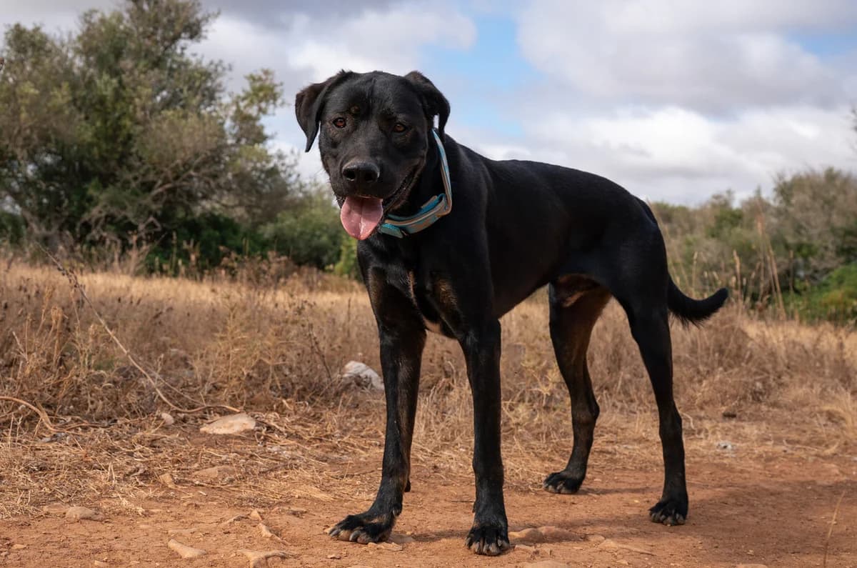 Banjo, male 3yo Mixed Breed for adoption at Cadela Carlota, Cadela Carlota