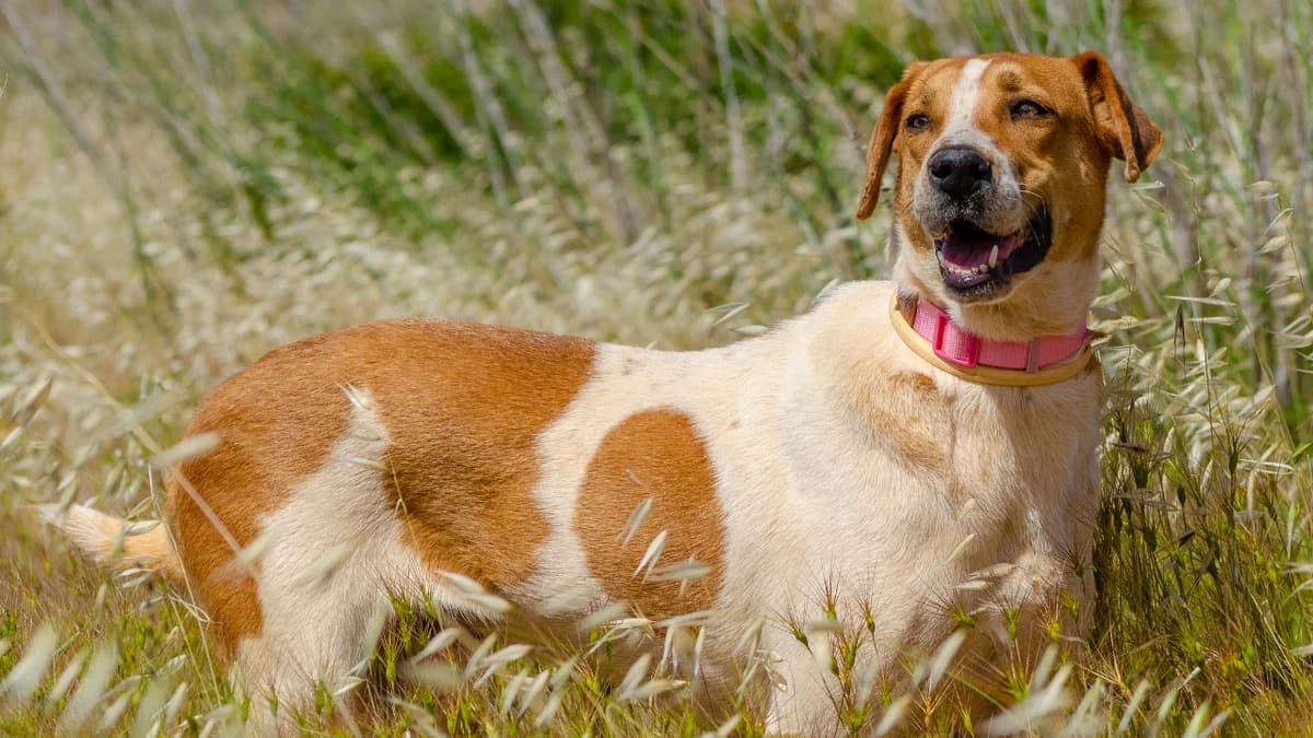 Maski, male senior Mixed Breed for adoption at Cadela Carlota, Cadela Carlota