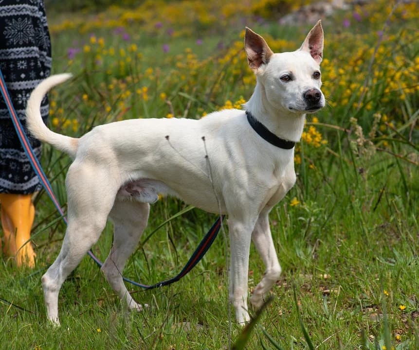 Micky, male young Mixed Breed for adoption at Cadela Carlota, Cadela Carlota