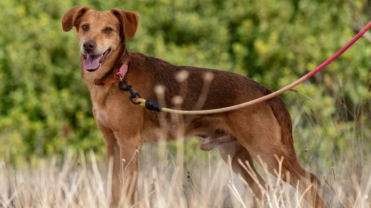 Mocca, male senior Mixed Breed for adoption at Cadela Carlota, Cadela Carlota
