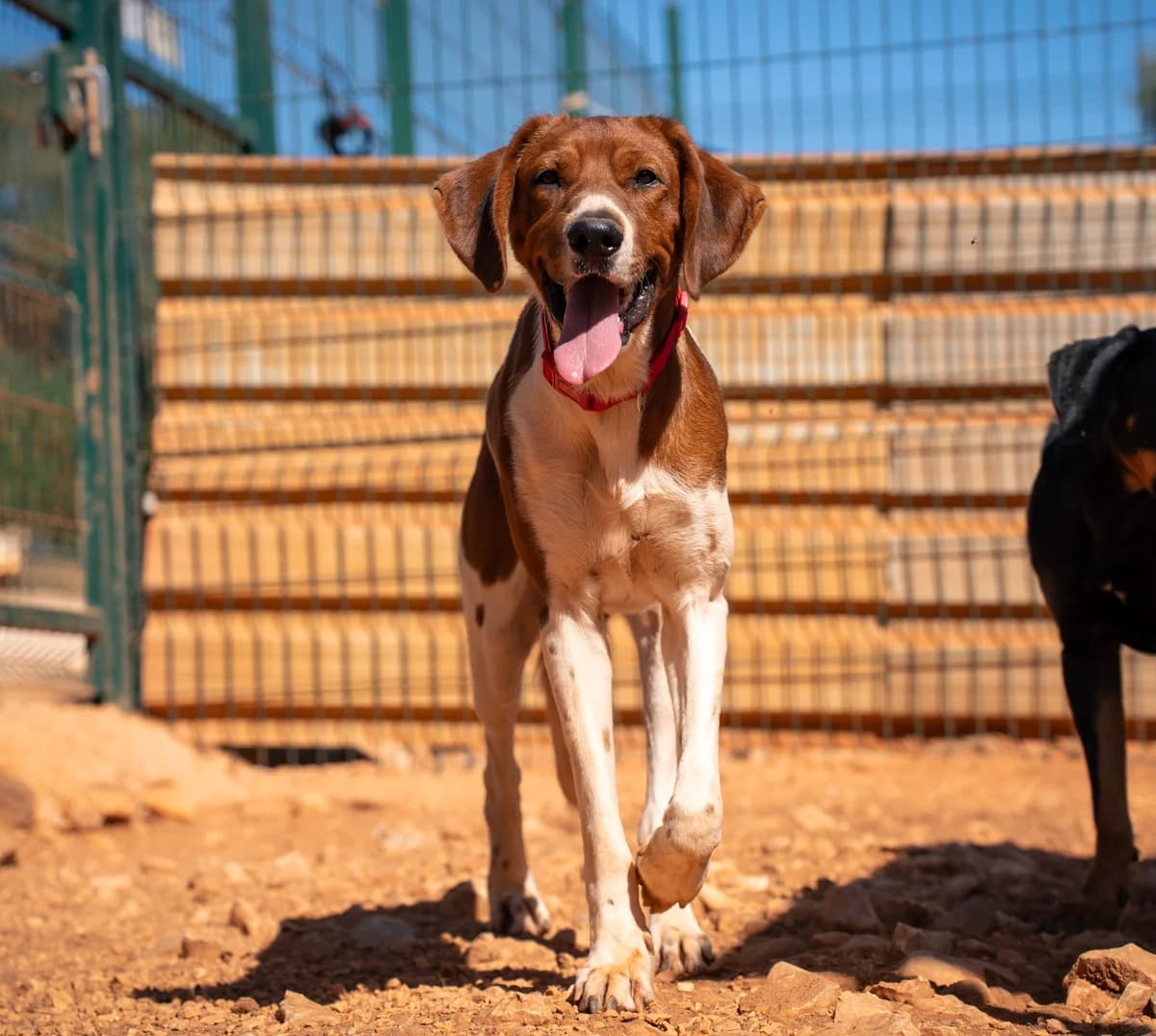 Nero, male young Mixed Breed for adoption at Cadela Carlota, Cadela Carlota