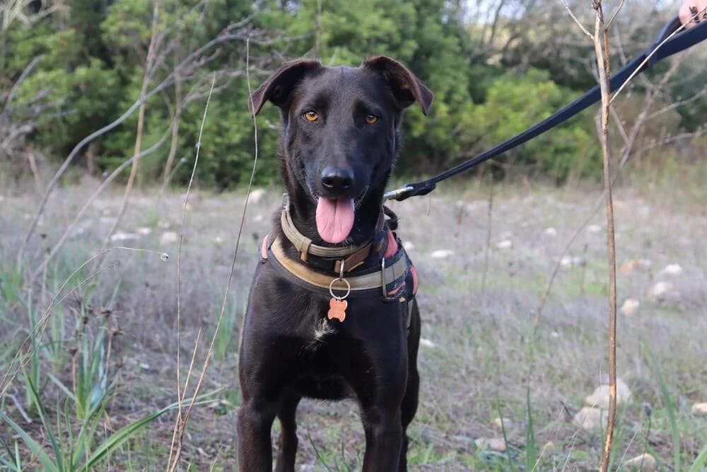 Preto, male 3yo Mixed Breed for adoption at Cadela Carlota, Cadela Carlota