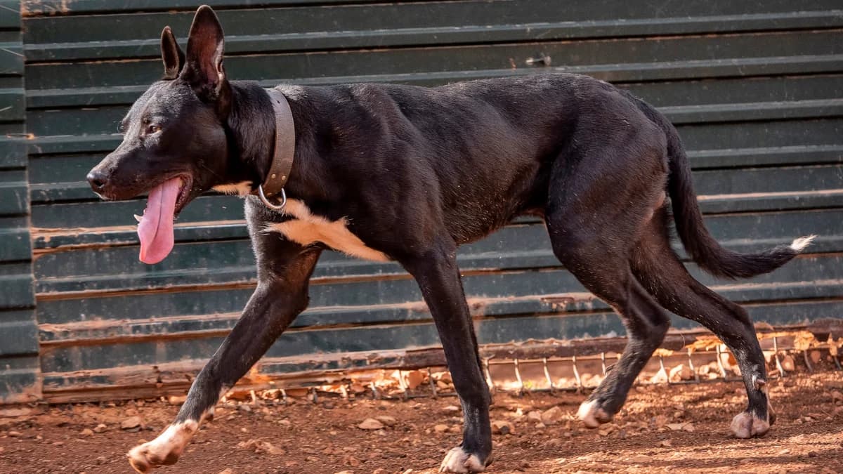 Rantanplan, male Mixed Breed for adoption at Cadela Carlota, Cadela Carlota