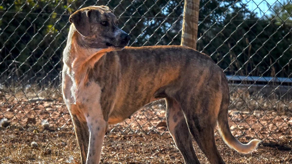 Senhora Do Verde, female senior Mixed Breed for adoption at Cadela Carlota, Cadela Carlota