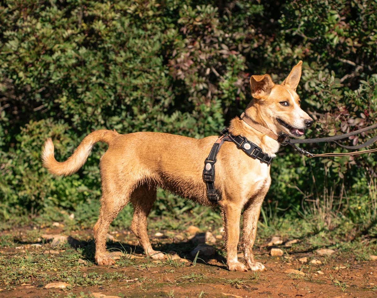 Andreeva, female young Mixed Breed for adoption at Cadela Carlota & Companhia