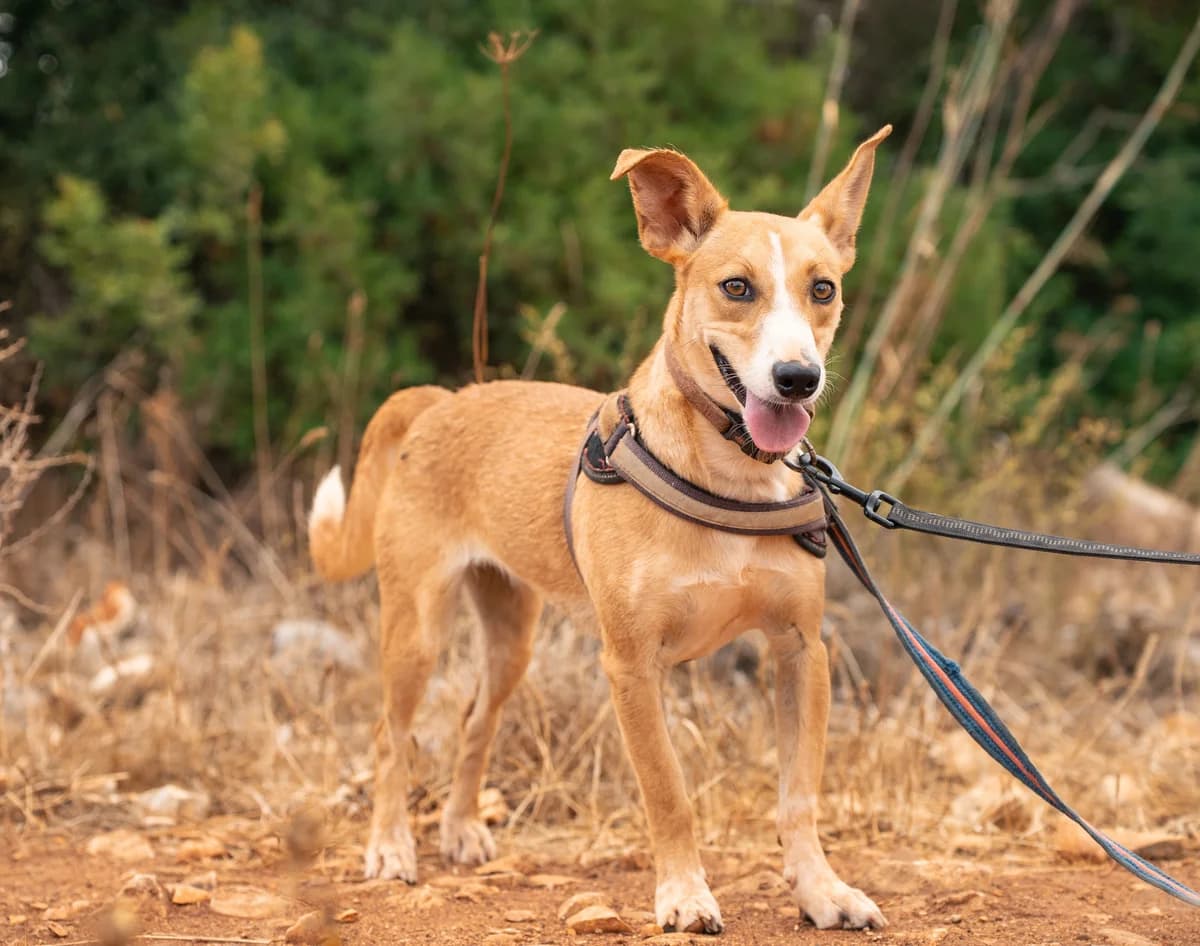 Andreeva, female young Mixed Breed for adoption at Cadela Carlota & Companhia