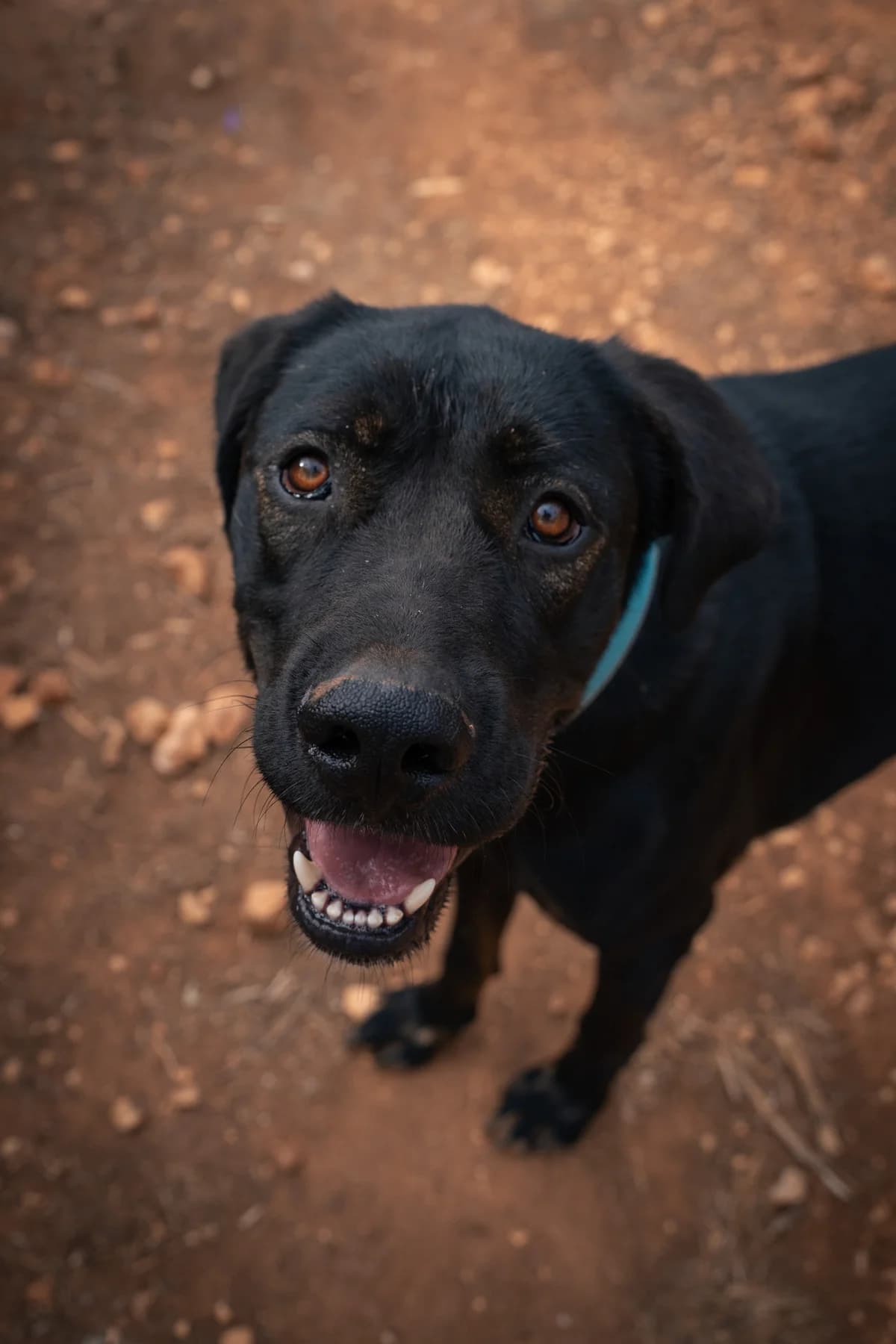 Banjo, male 3yo Mixed Breed for adoption at Cadela Carlota & Companhia