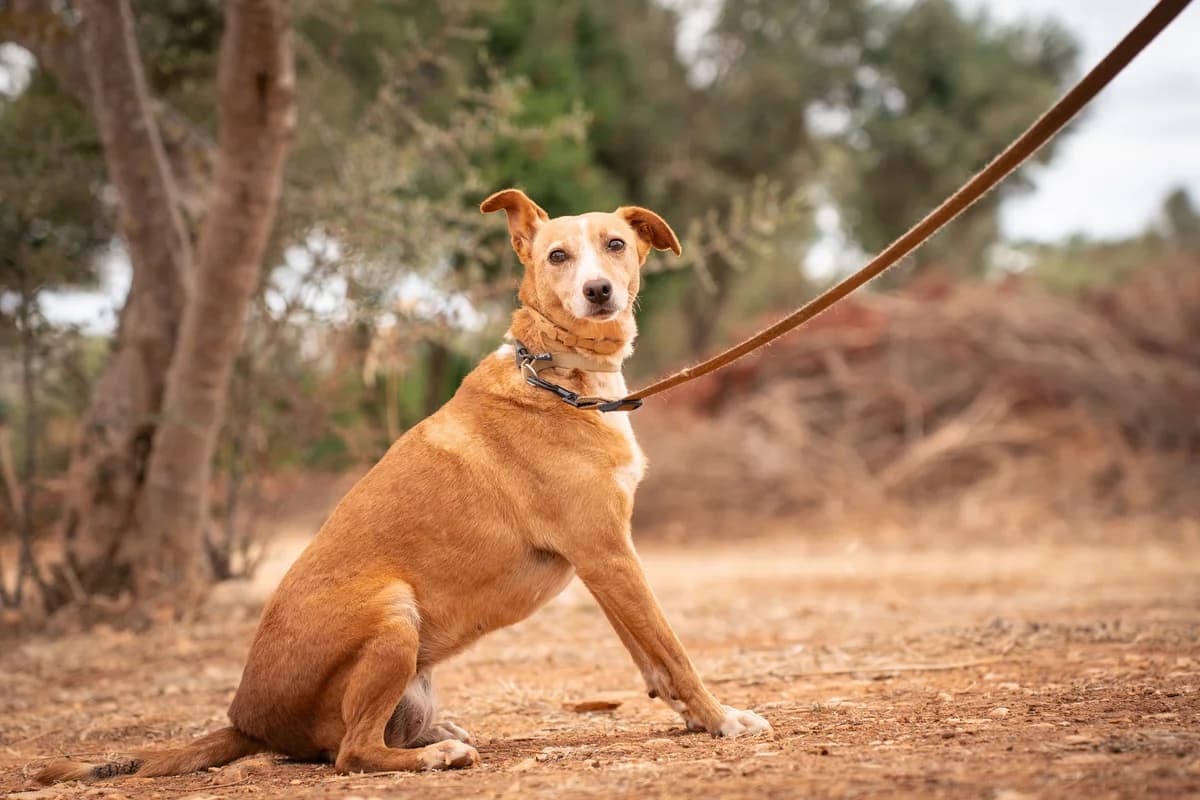 Belinha, female senior Mixed Breed for adoption at Cadela Carlota & Companhia