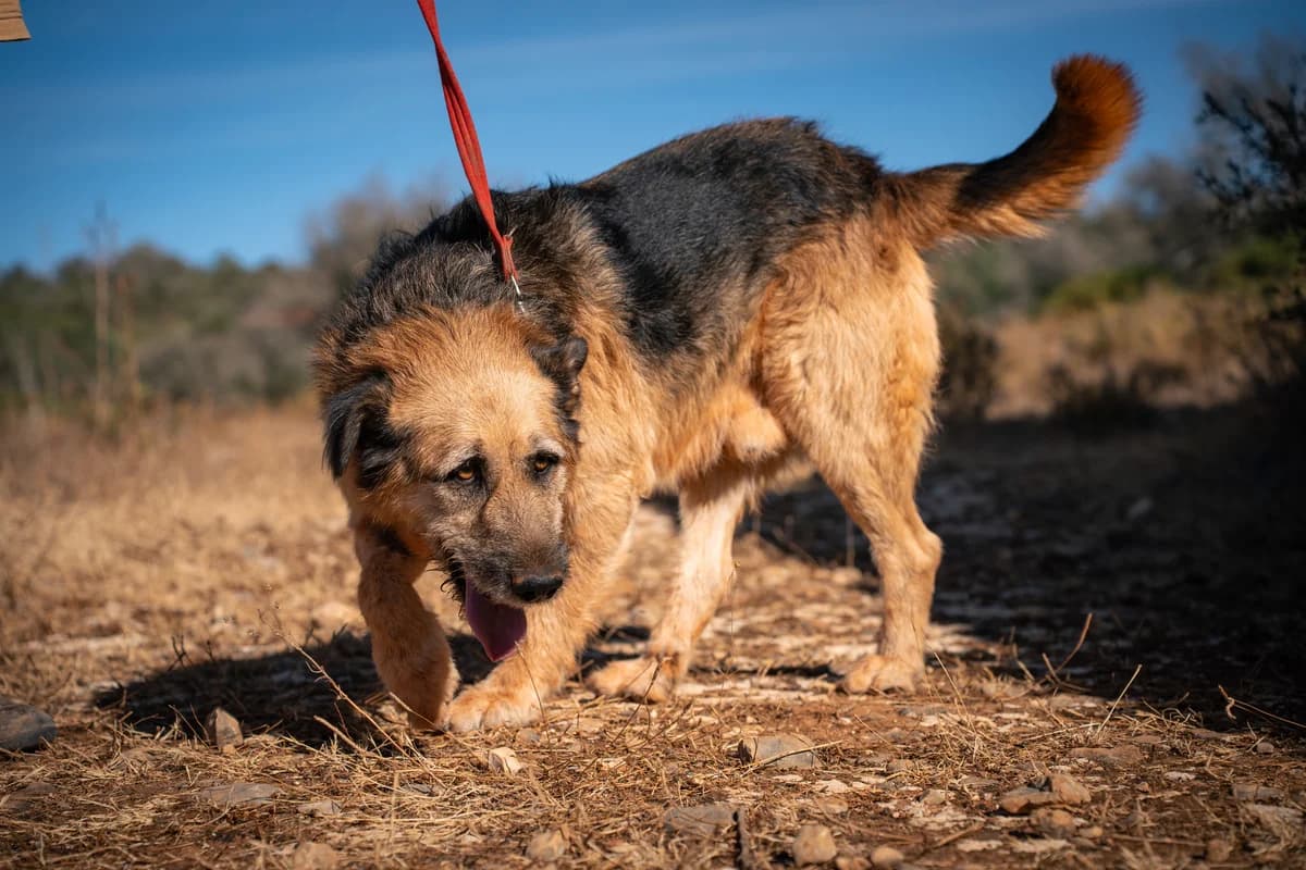 Bobi GS, male 7yo Mixed Breed for adoption at Cadela Carlota & Companhia