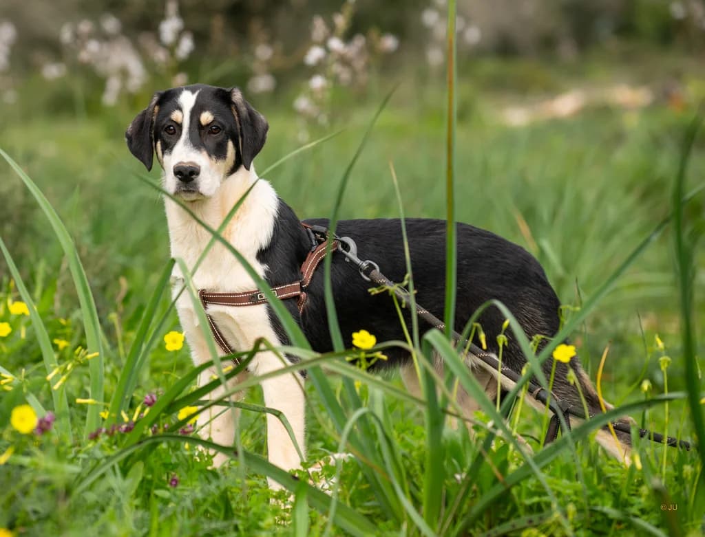 Bonnie, female young Mixed Breed for adoption at Cadela Carlota & Companhia