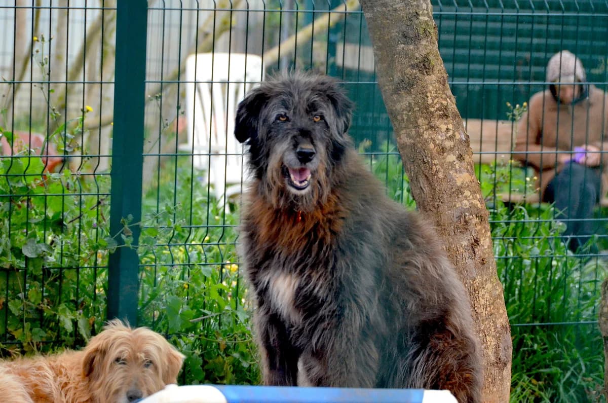 Brownie, female 5yo Mixed Breed for adoption at Cadela Carlota & Companhia