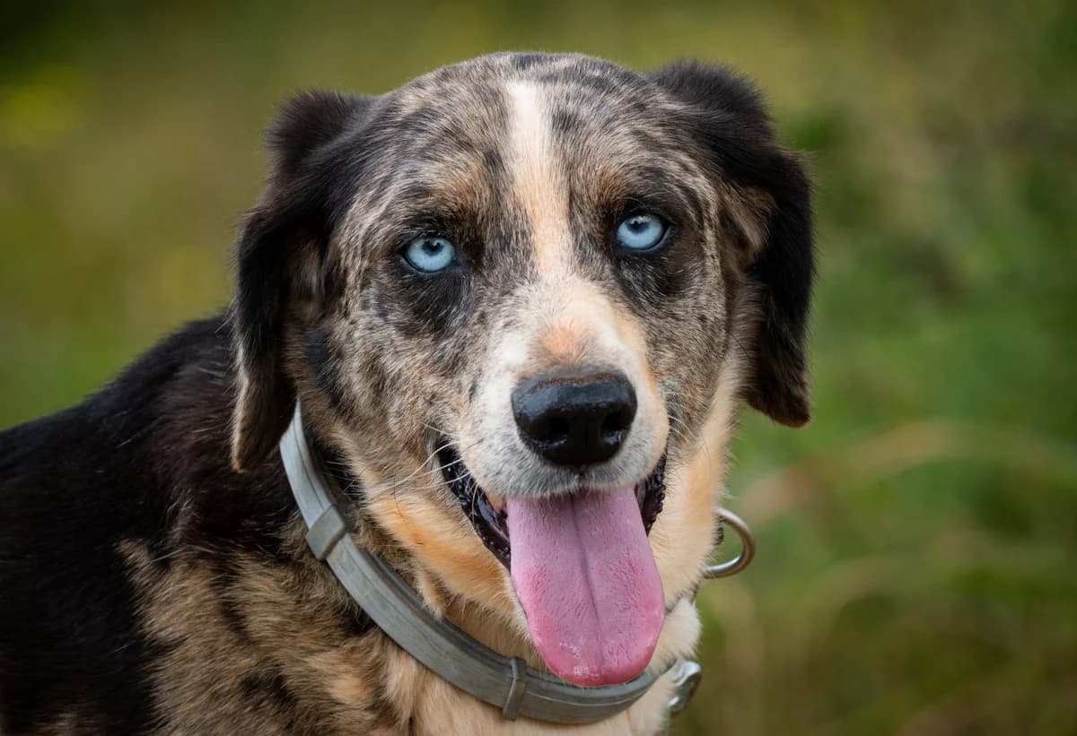 Brutus, male senior Mixed Breed for adoption at Cadela Carlota & Companhia