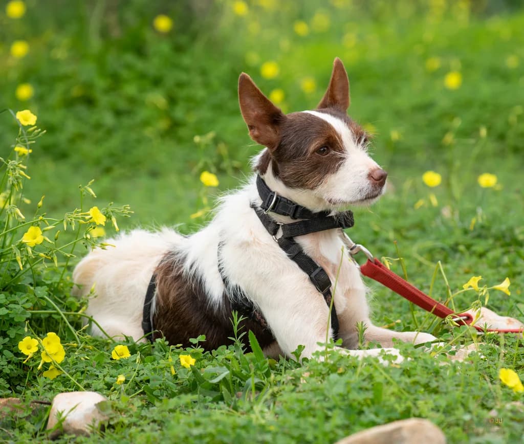Casper, male 4yo Mixed Breed for adoption at Cadela Carlota & Companhia