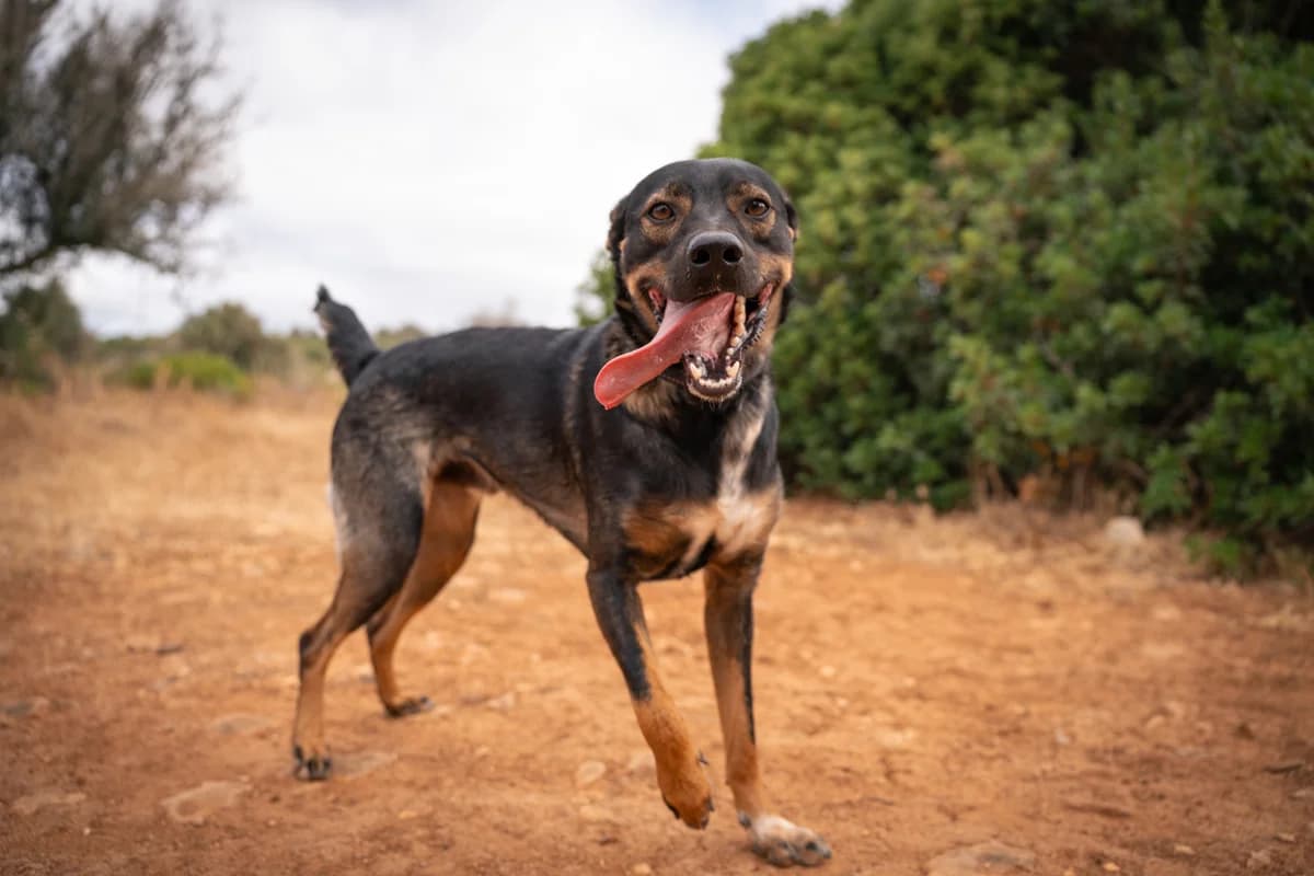 Charlie, male young Mixed Breed for adoption at Cadela Carlota & Companhia
