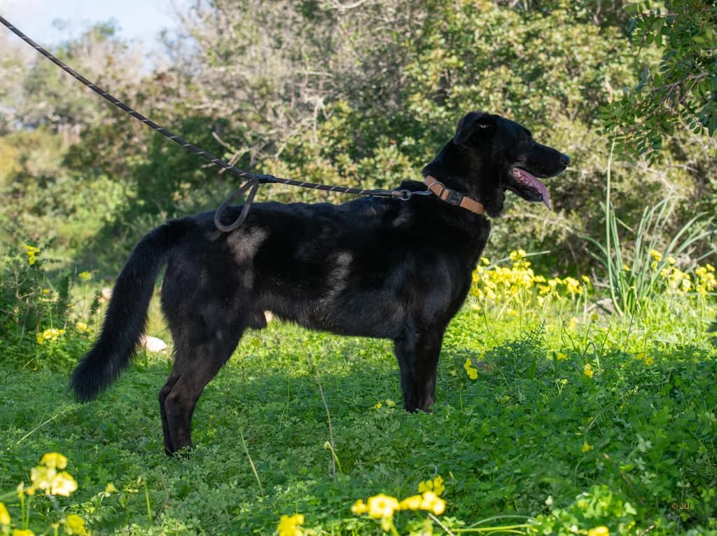 Chico, male 7yo Mixed Breed for adoption at Cadela Carlota & Companhia