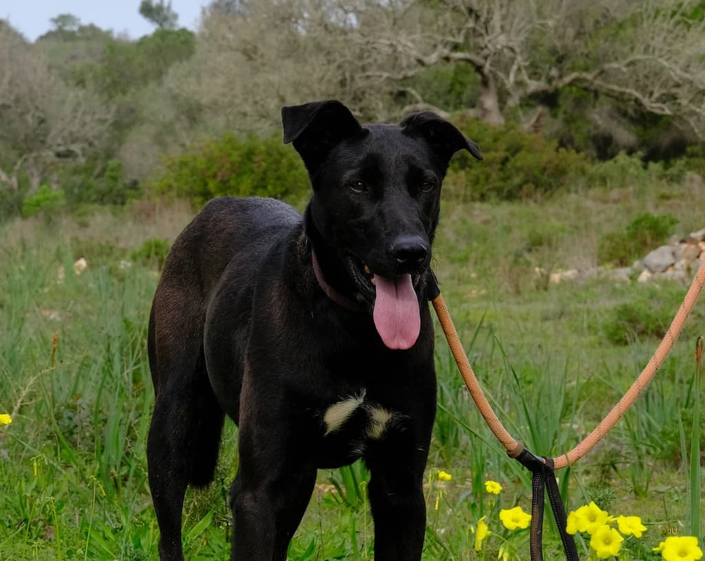 Kiff, male 4yo Mixed Breed for adoption at Cadela Carlota & Companhia