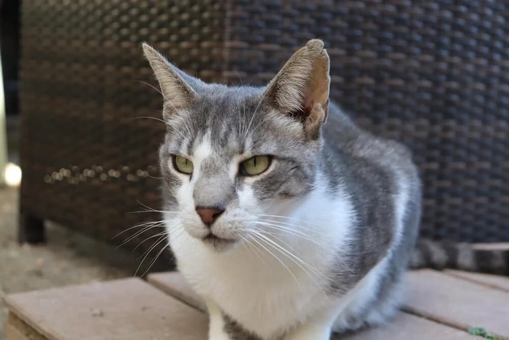 Lourenco, male Mixed Breed for adoption at Cadela Carlota & Companhia